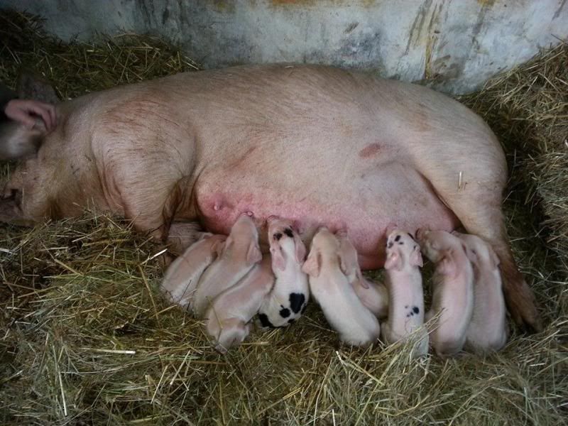 piggies_zpsbc148e45.jpg