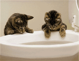 flushing toilet photo: Flushing Cats Animation51212111-vi.gif