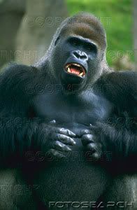 male-lowland-gorilla_MKN8004.jpg