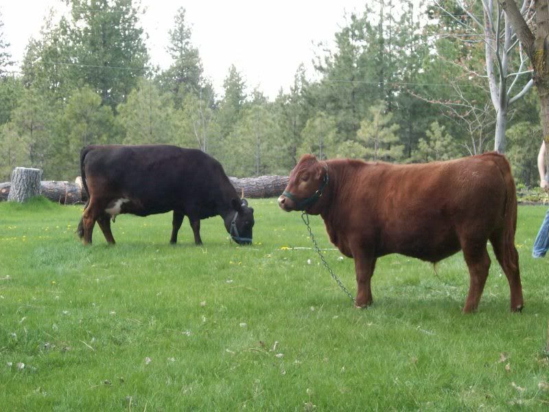 Doesn't everyone mow their lawn like this? - Homesteading Questions