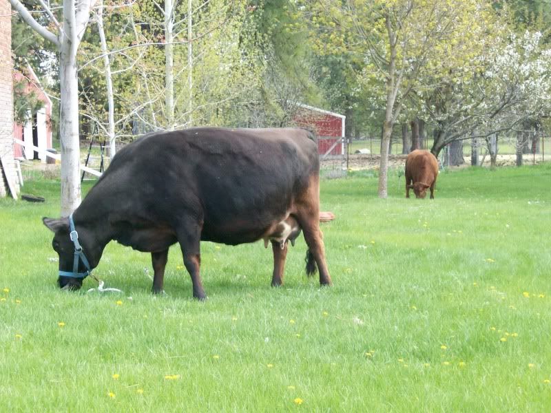 Doesn't everyone mow their lawn like this? - Homesteading Questions