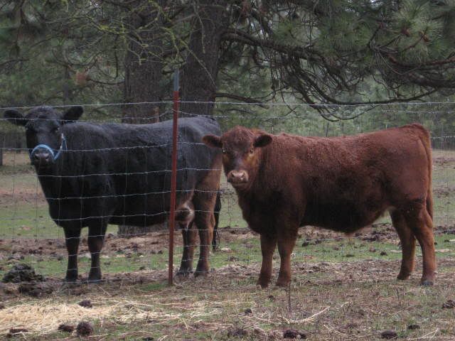 Questions for those of you with Dexters? - Cattle