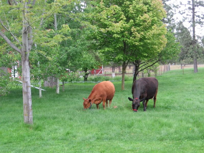 What is the fascination with mowing? - Homesteading Questions