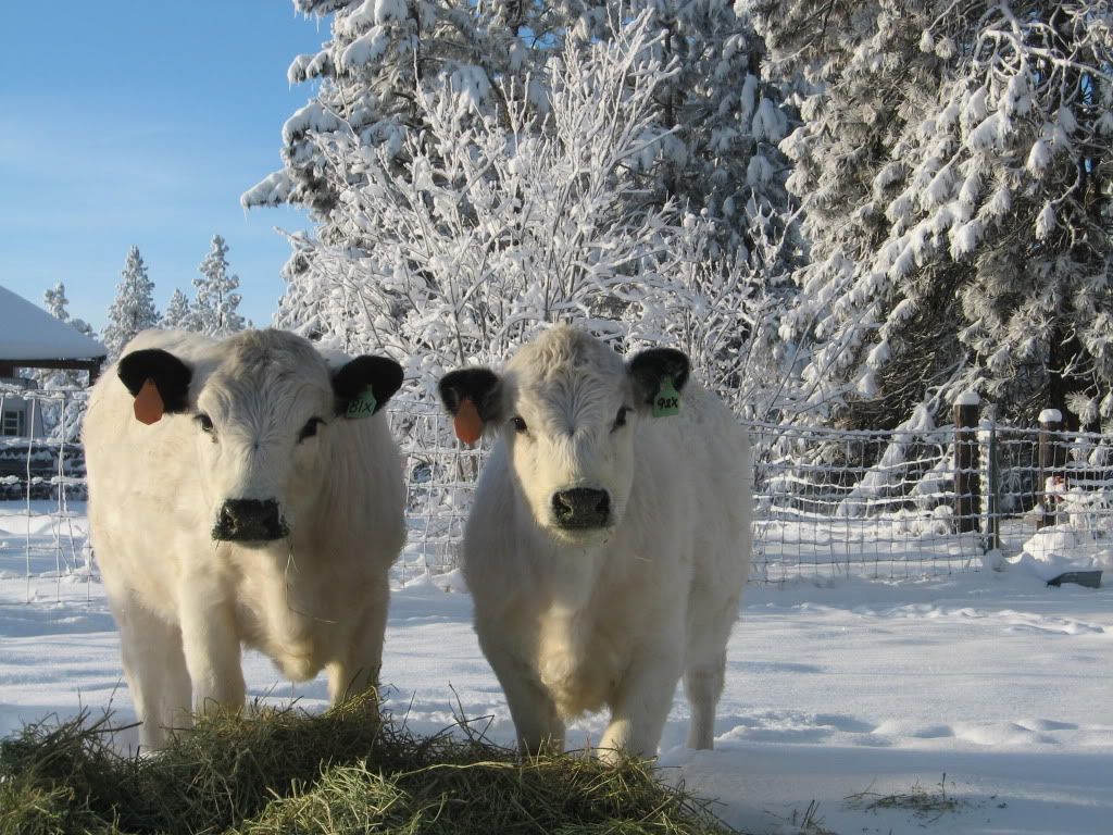 a pox on farm life - Cattle