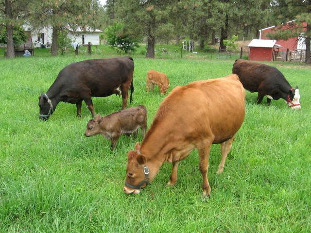my favorite milk cow pics - Cattle