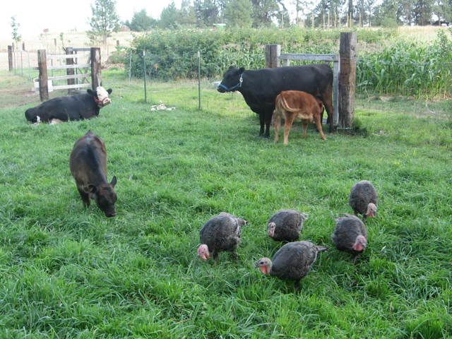 Growing your own food just a hobby? - Homesteading Questions