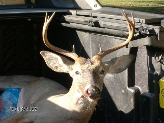 BowBuck4.jpg