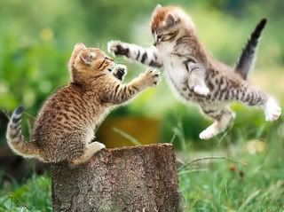 catfight.jpg