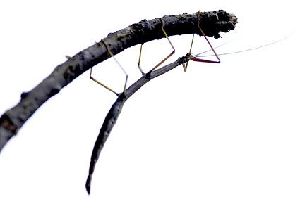 walking stick Pictures, Images and Photos