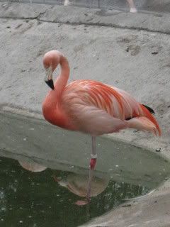 Flamingo.jpg picture by pupupossu