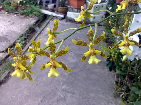 01072007025-1.jpg