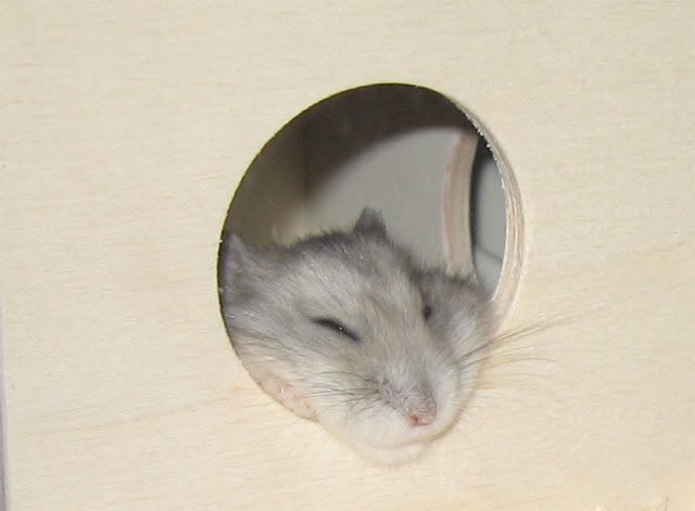 Hamster schläft einfach ein ist das normal? Speedy´s