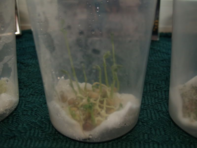 Mold On Sprouts