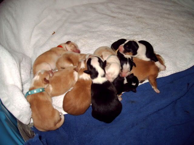 feeding nursing dog cottage cheese