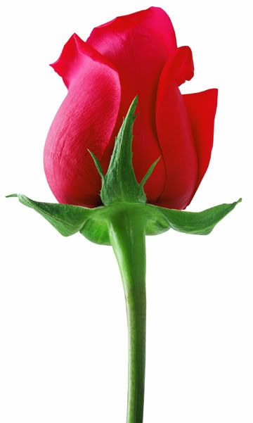 Art Flower of Single Red Rose