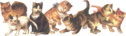 katten-1.gif poezen image by aliceoverbeek