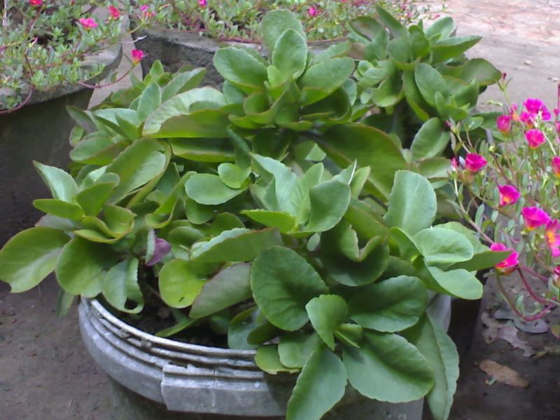 topic về những hình ảnh chụp bằng điện thoại di động - 2