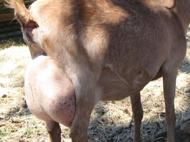 What are the chances of them having more then one kid ? - Goats