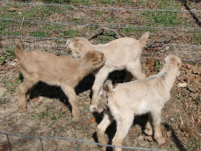 My first kids of the year are here...LaMancha PICS! - Goats