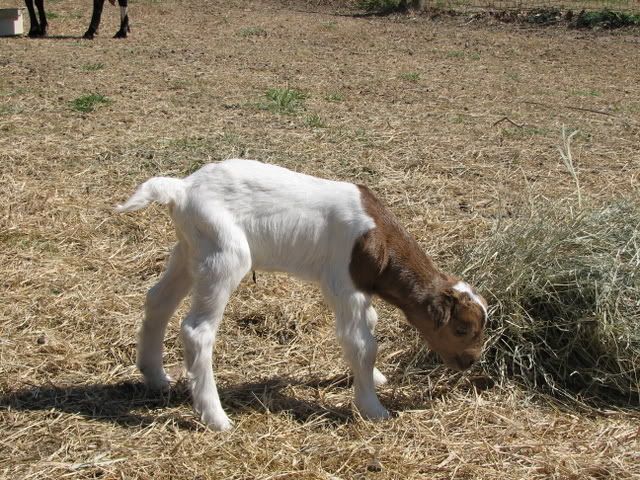 TC ...goat stork pics - Goats