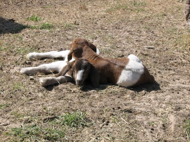 TC ...goat stork pics - Goats