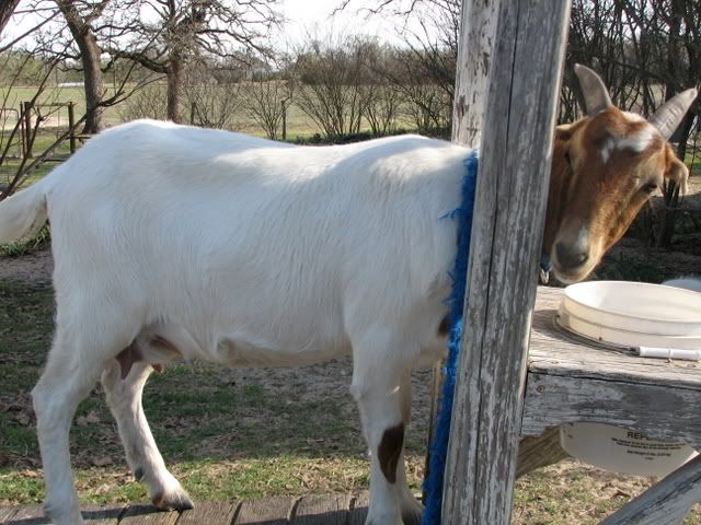 TC ...goat stork pics - Goats