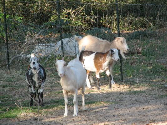 LaMancha PICS - Goats