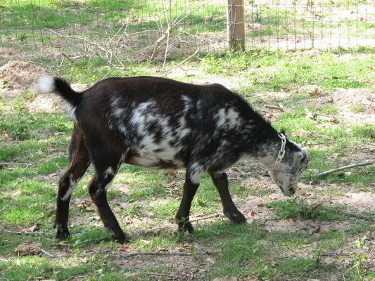 Quite pleased... - Goats