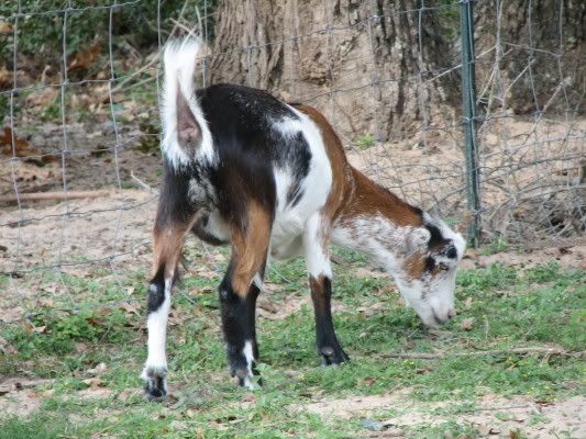 Quite pleased... - Goats