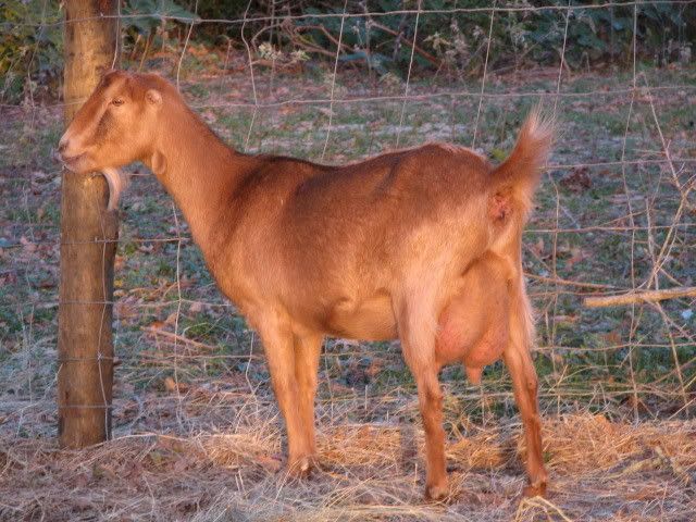 LaMancha PICS - Goats