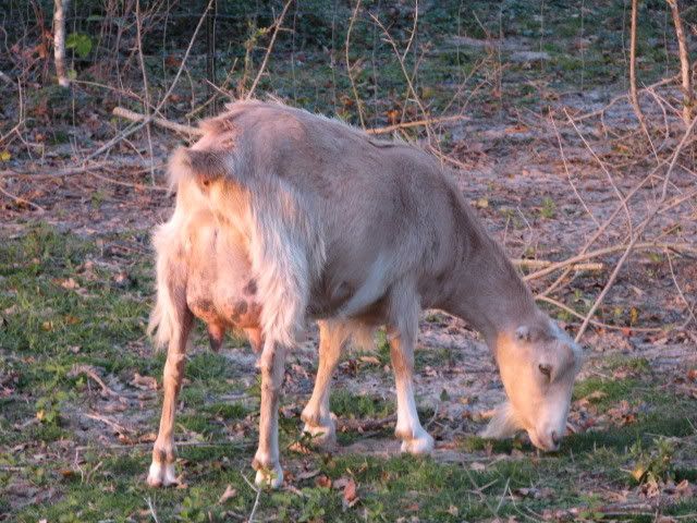 LaMancha PICS - Goats