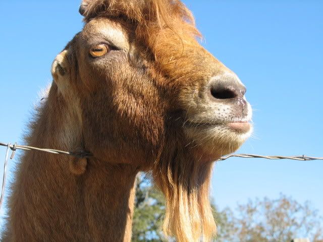 My first kids of the year are here...LaMancha PICS! - Goats