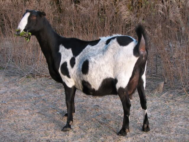 To all you La Mancha crossers! - Goats