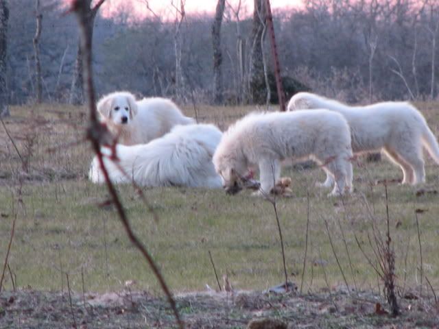 What would you do with this dog? - Goats