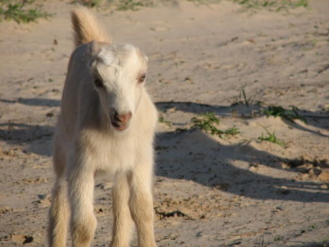 Try to beat this picture all!! - Goats