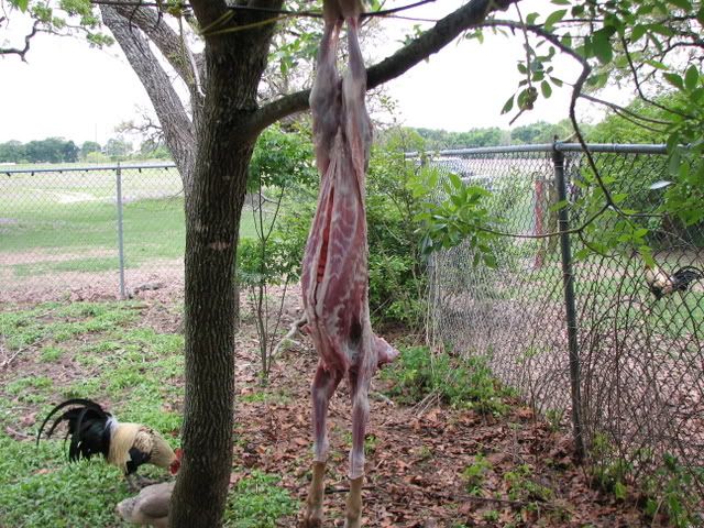 I butchered a Bottle-baby PICS - Goats