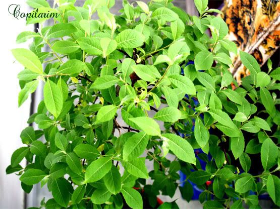 copilarim.blogspot.com