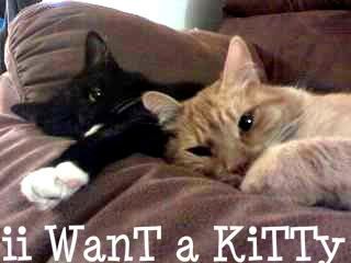 cat Pictures, Images and Photos