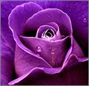  photo PURPLE-ROSE-148272.jpg