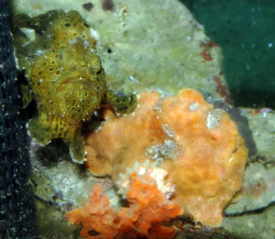 frogfish.jpg