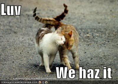 LoLCat Luv, We haz it Pictures, Images and Photos
