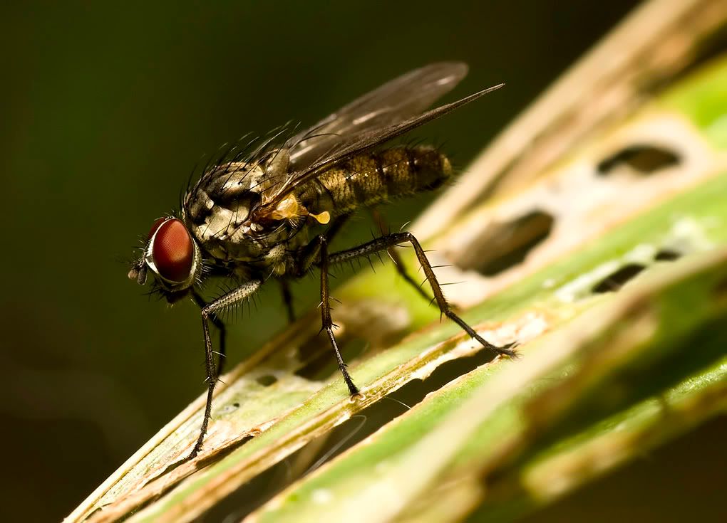 IMAGE: http://i130.photobucket.com/albums/p260/eclap78/macro/Fly3.jpg