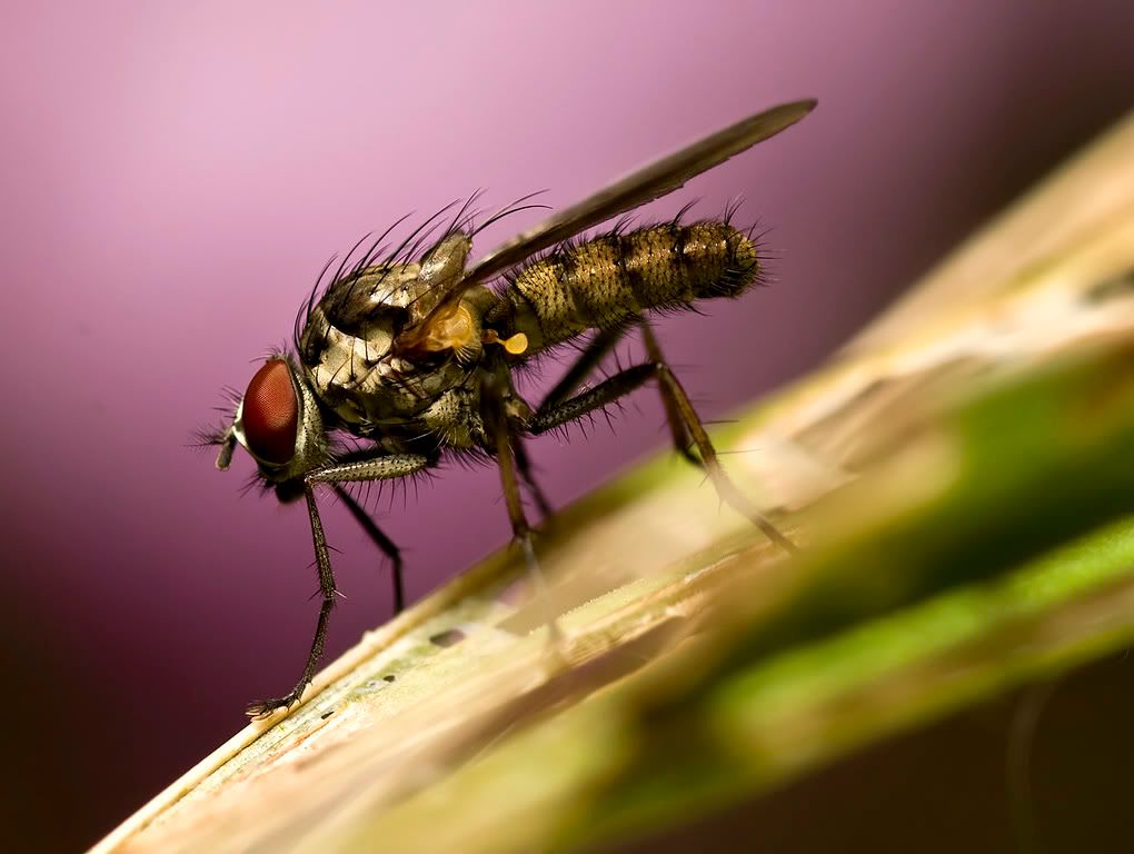 IMAGE: http://i130.photobucket.com/albums/p260/eclap78/macro/Fly4.jpg
