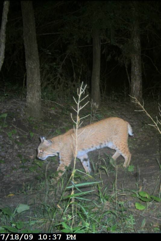 Would You Like To See A Few Game Camera Pics? - Countryside Families