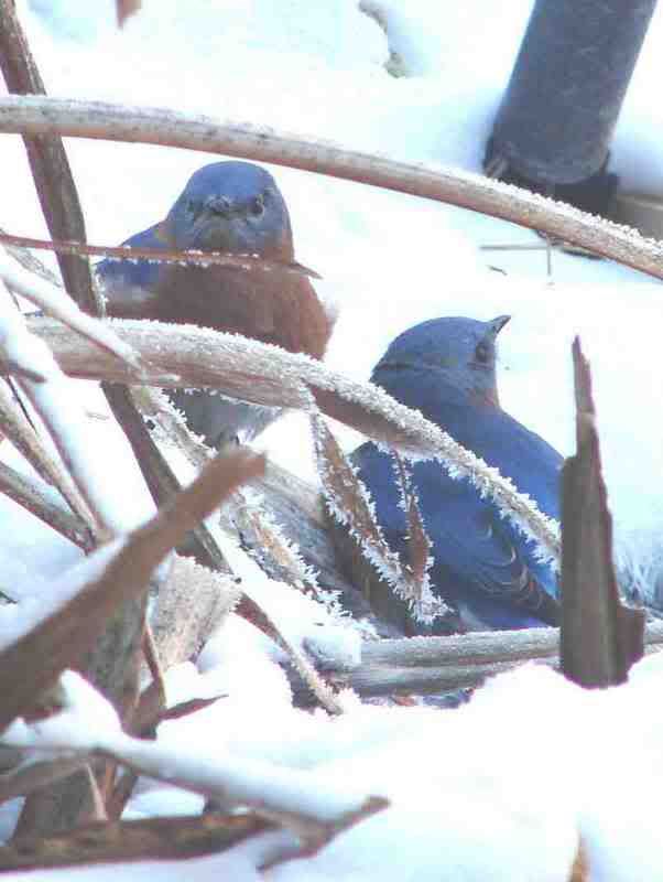 Bluebirds? - Homesteading Questions