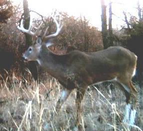 Would You Like To See A Few Game Camera Pics? - Countryside Families