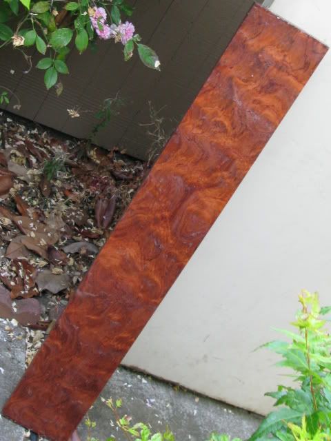 woods007.jpg