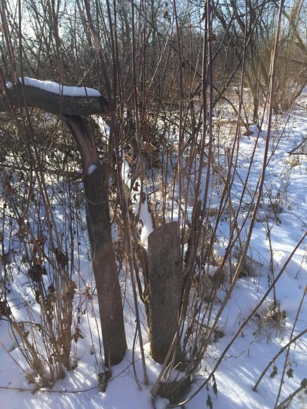 Timber/tag alder cost share programs All Things Habitat Lets talk.....