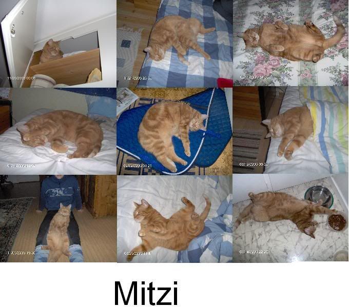 Mitzi.jpg