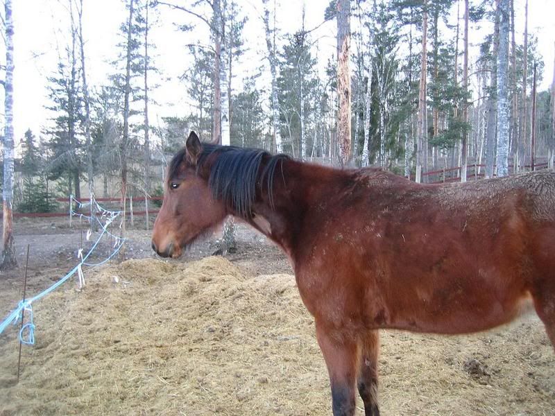 Pillisen5aprilhosJenny.jpg